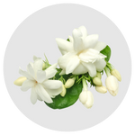 Jasmine