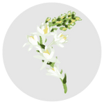Tuberose