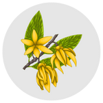 Ylang-Ylang